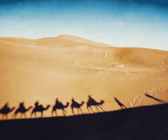 Wuestenwanderung mit Kamelen, Schattenaufnahme von Kamelen